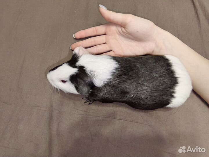 Морская свинка девочка с клеткой