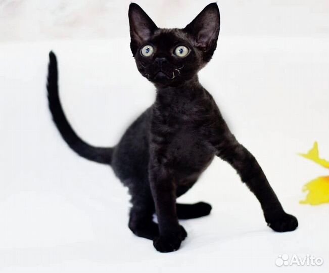 Котята девон-рекс