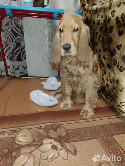 Кокер спаниель