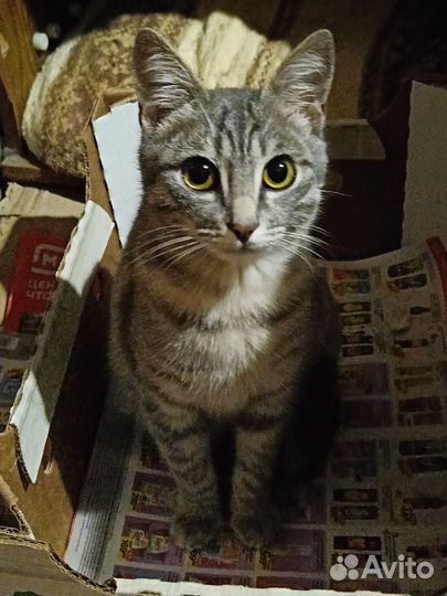 Отдам котёнка в добрые руки