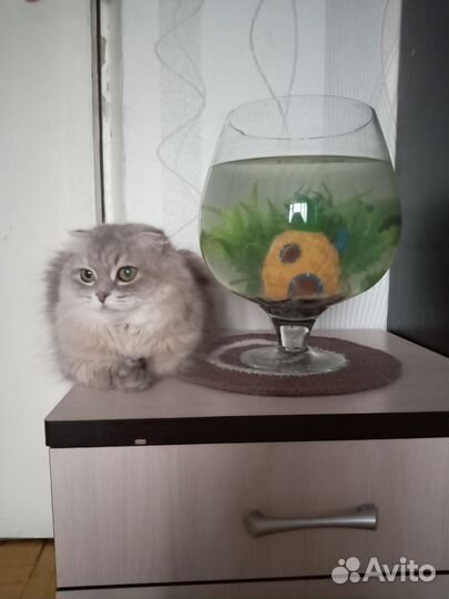 Шотландская кошка