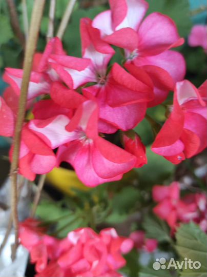 Королевская пеларгония, герани сортовые