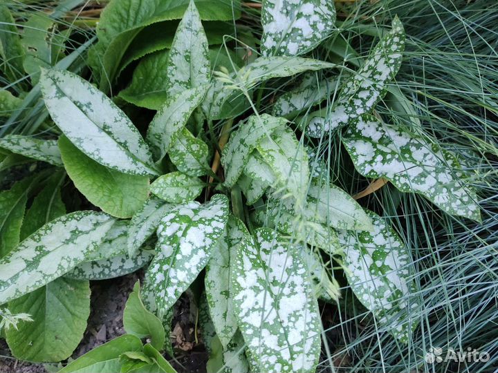 Хаутюния и растения в дизайне сада и водоема