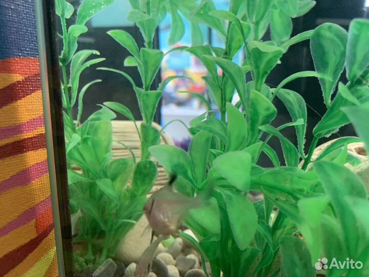 Авкариум, Украшение для аквариума