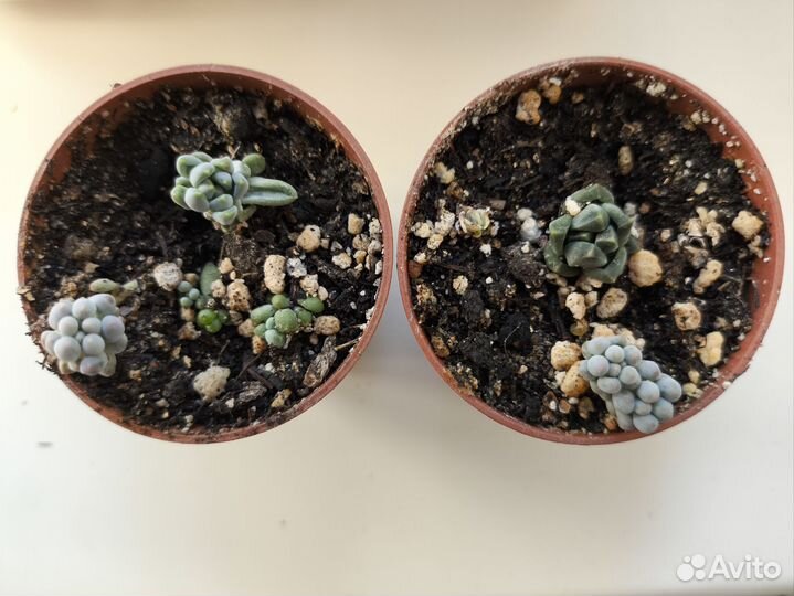 Суккуленты, набор