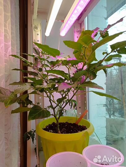 Перец Бикиньо