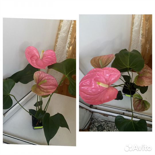 Антуриум Колорадо