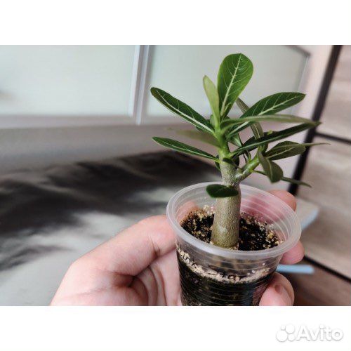 Роза пустыни