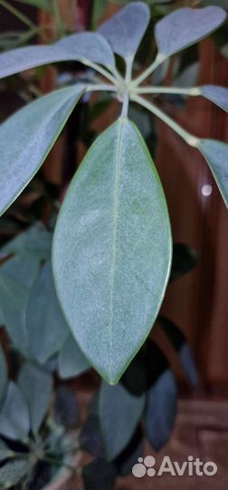 Комнатный цветок шефлера