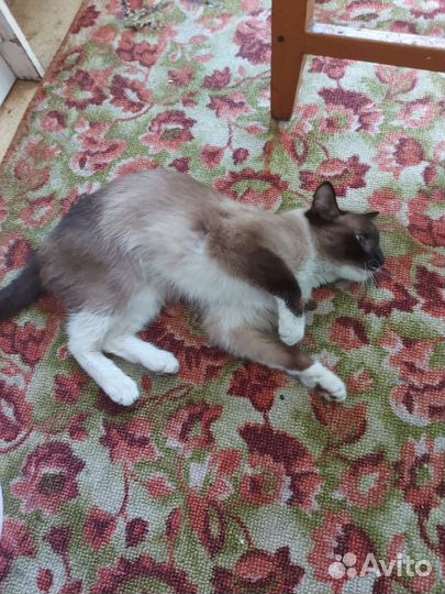 Котейке нужен дом