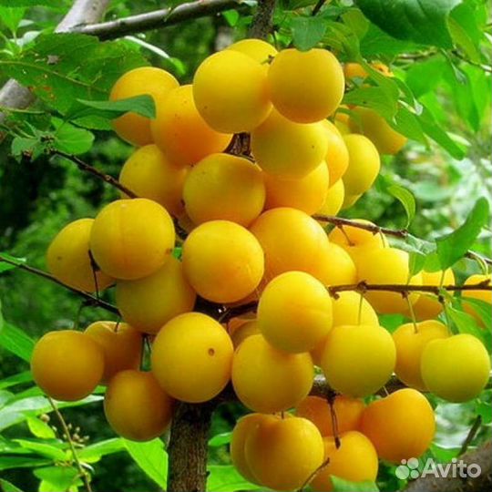 Алыча Царская саженцы