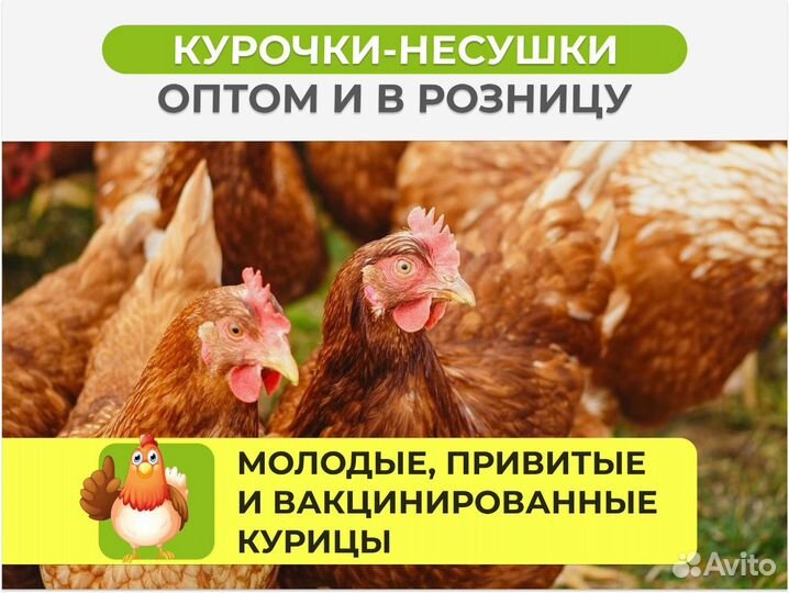 Куры несушки с агрофермы