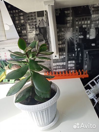 1 Плюмерия 2 цветение 3 денежное дерево