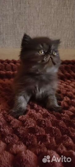 Персидские котята