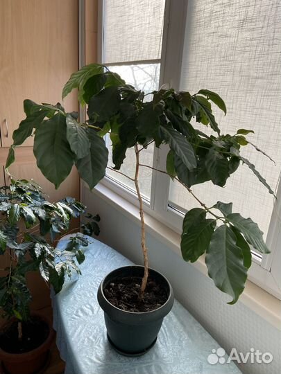 Кофейное дерево