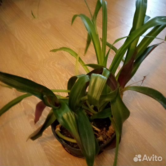 Комнатные цветы бесплатно