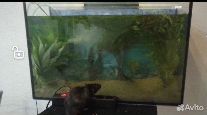 Аквариум на 100 литров