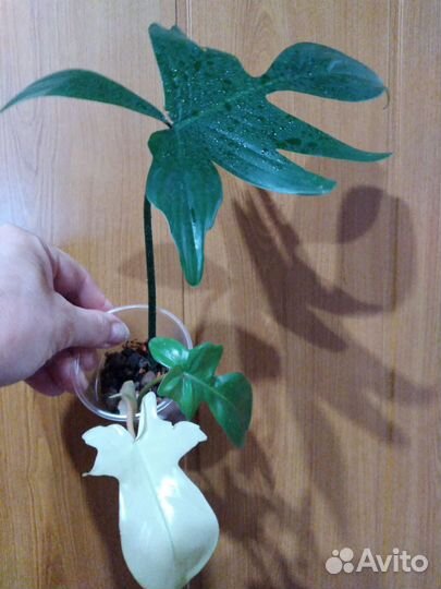 Филодендрон Флорида Бьюти Альба