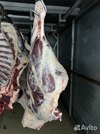 Мясо говядина свежее halal Быки туши