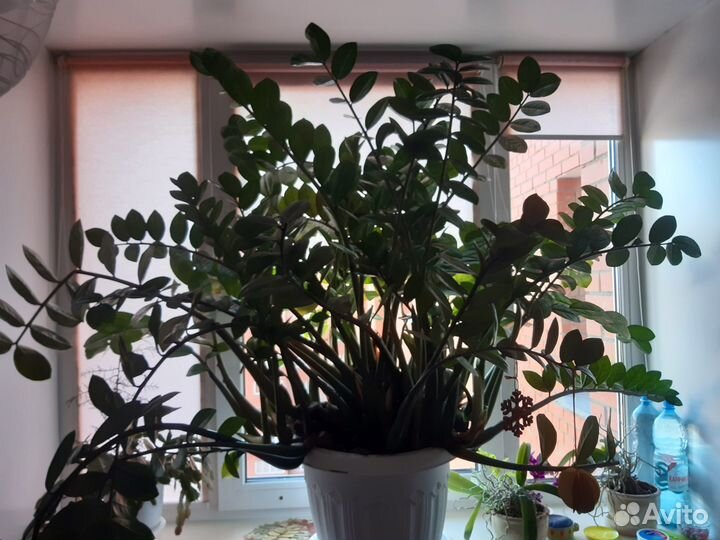 Зимиакулькус