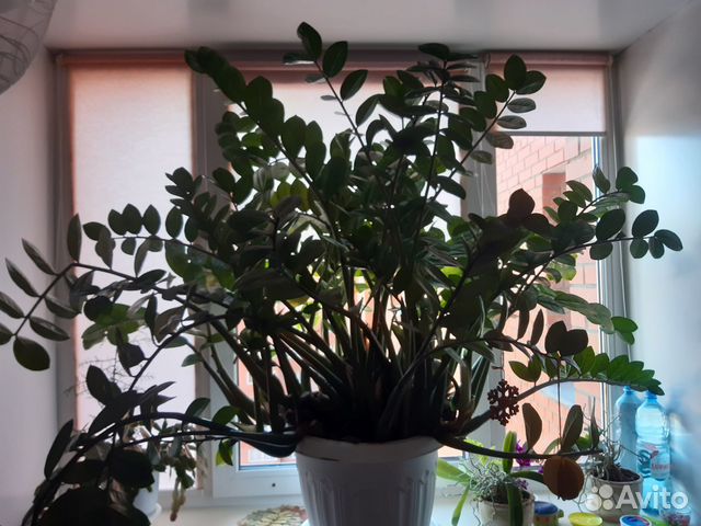 Зимиакулькус