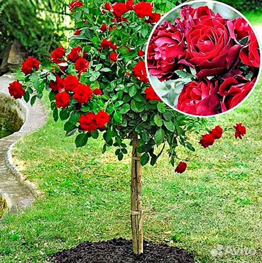 Роза на штамбе