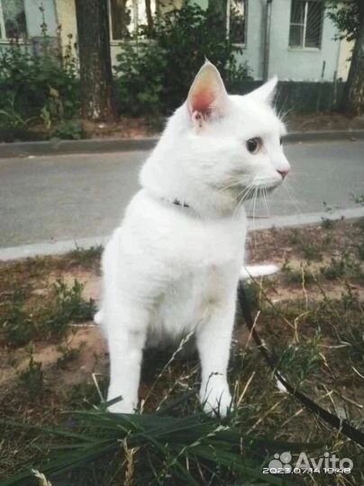 Кот белый