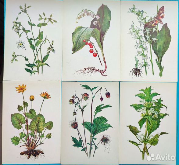 Винтажные ботанические открытки