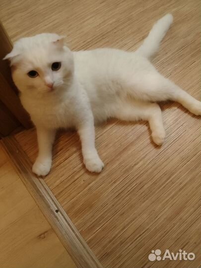 Хороший обученный кот