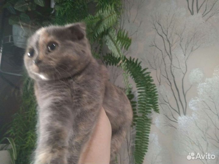 Кошка