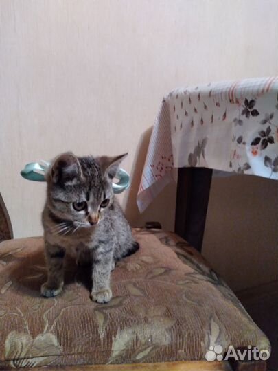 Кошка в дар бесплатно девочка 3 мес
