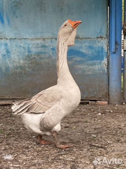 Гусак переярый