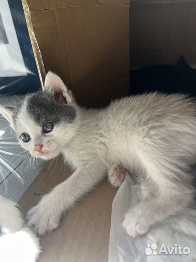 Котята ищут дом