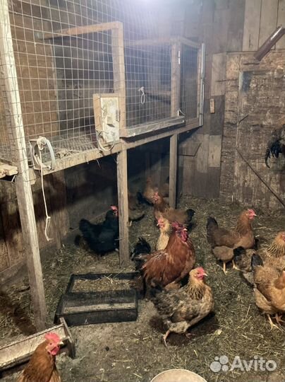 Петя Кучинский