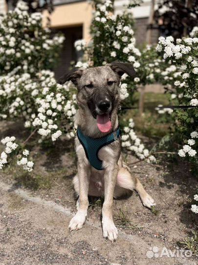 Щенок в добрые руки