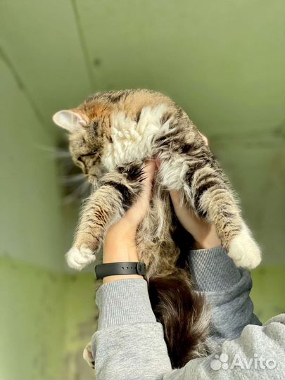 Отдам в добрые руки