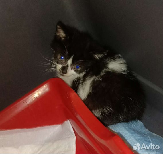 Котенок в добрые руки