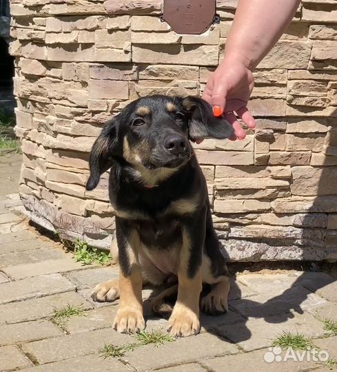 Метис таксы ищет дом