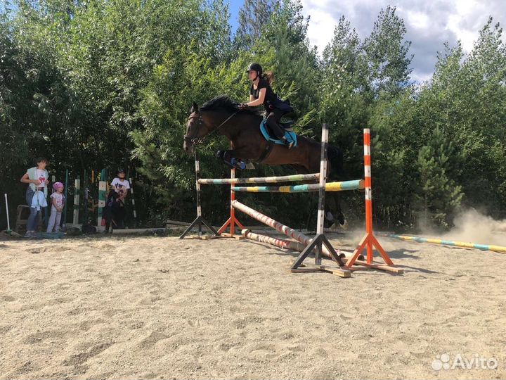 Жеребец на продажу