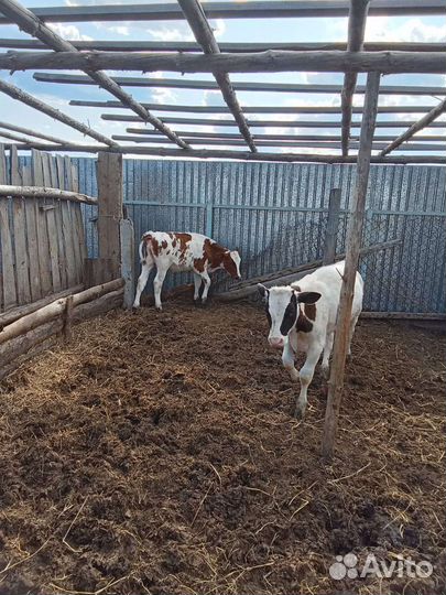 Бычок и тёлочка