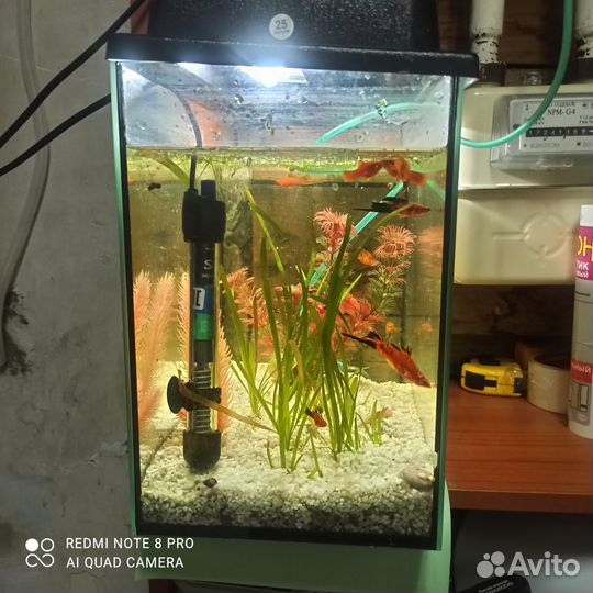 Рыбы, обмен, продажа