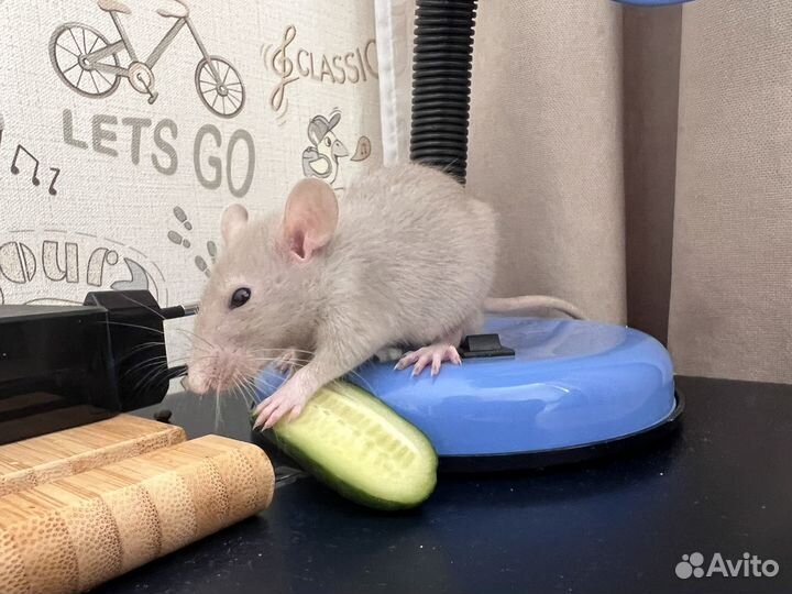 Крыса дамбо