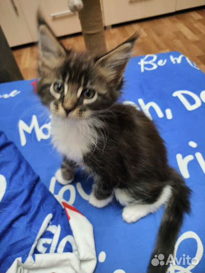 Котята мейн-кун