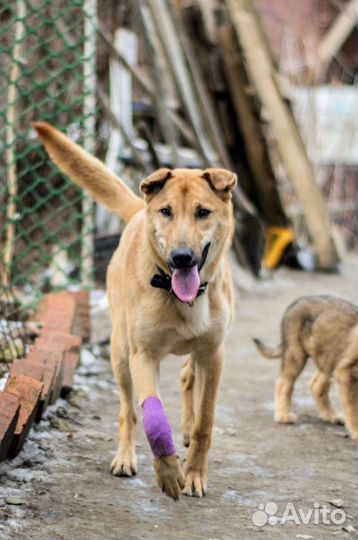 Мотя ищет дом