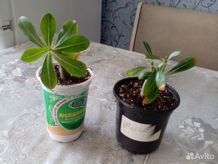 Адениум Арабикум
