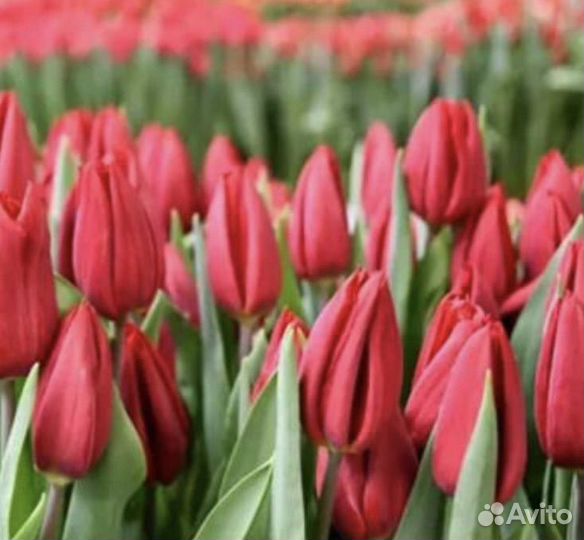 Букеты,композиции