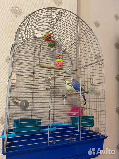 Волнистый попугай