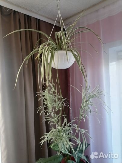 Хлорофитум хохлатый