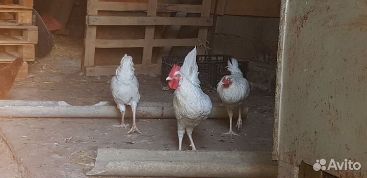 Молодые петушки