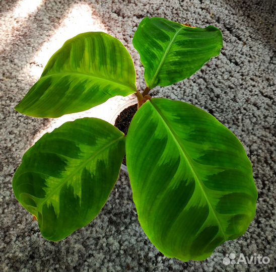 Калатея, строманта, кемпферия